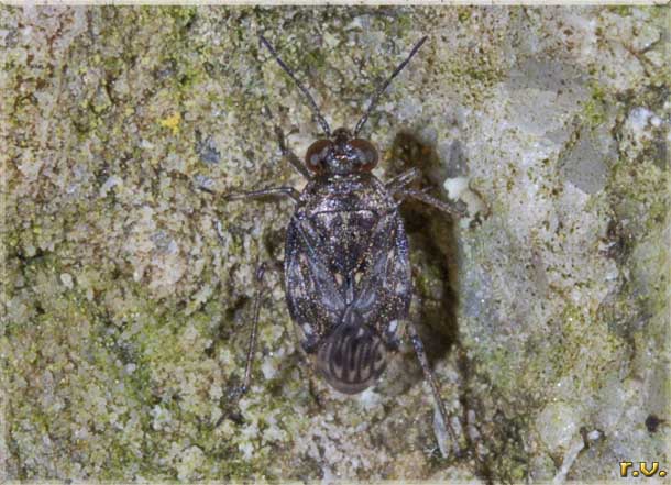  Saldula orthochila  Saldidae 