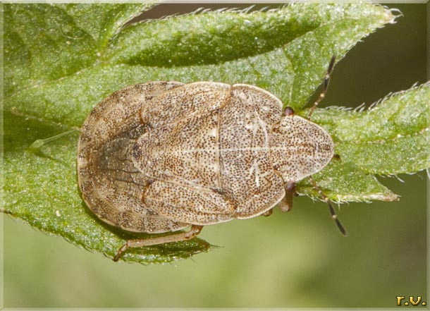  Sciocoris cursitans  Pentatomidae 