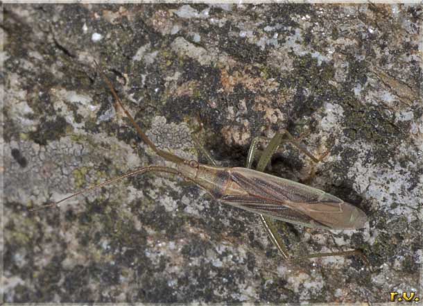  Stenodema laevigatum  Miridae 