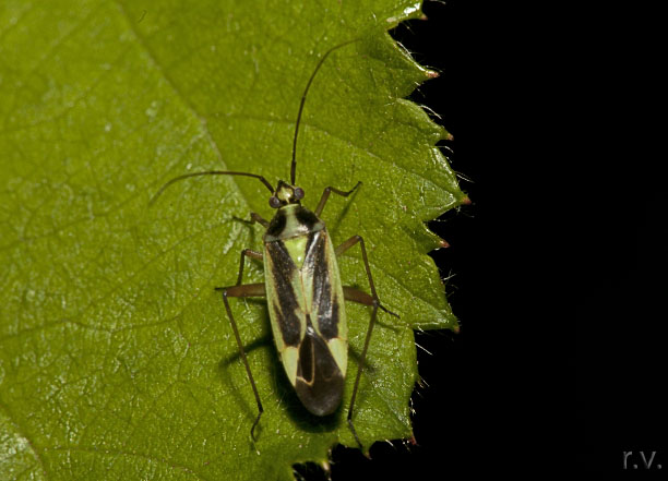  Stenotus binotatus  Miridae 