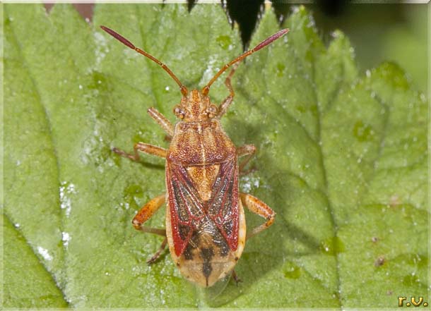 Stictopleurus abutilonpictus