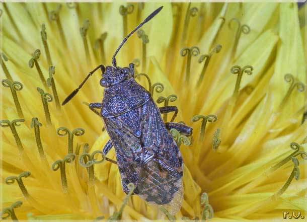  Stictopleurus punctatonervosus  Rhopalidae 
