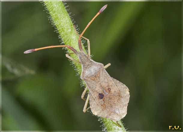  Syromastus rhombeus  Coreidae 