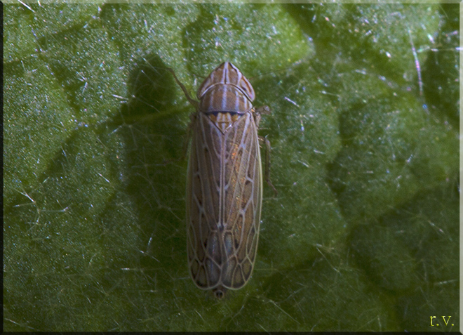  Thamnotettix dilutior  Cicadellidae 