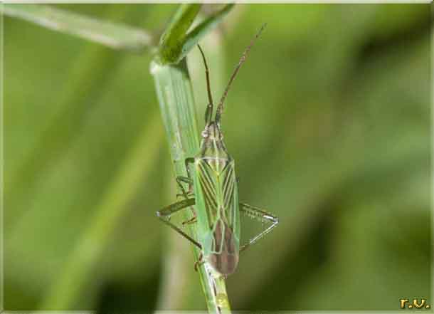  Trigonotylus psammaecolor  Miridae 