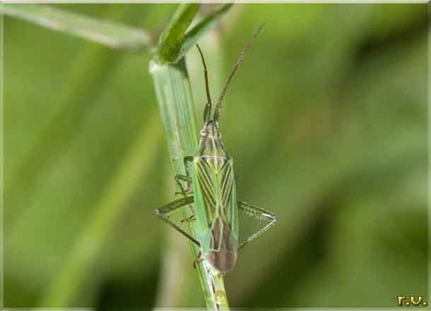 Trigonotylus psammaecolor