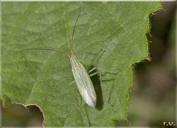  Trigonotylus ruficornis  Miridae 