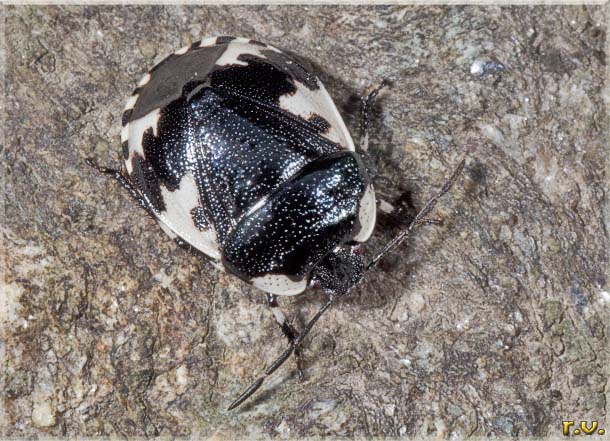  Tritomegas rotundipennis  Cydnidae 
