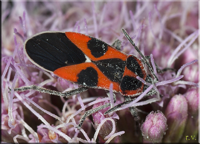  Tropidothorax leucopterus  Pyrrhocoridae 