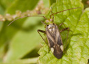 Adelphocoris_lineolatus