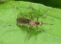 Aedes_albopictus