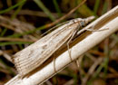 Agriphila_inquinatella