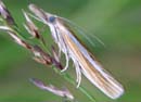 Agriphila_tristella