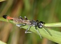 Ammophila_sabulosa