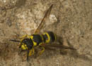 Ancistrocerus_parietinus