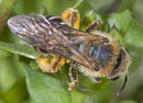 Andrena_bicolor
