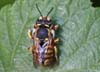 Anthidium_punctatum