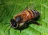 Apis_mellifera