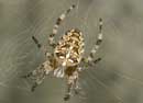 Araneus_diadematus