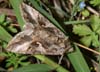 Autographa_gamma