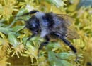 Bombus_campestris