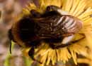 Bombus_hortorum