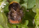 Bombus_lapidarius