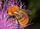 Bombus_pascuorum