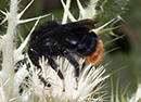 Bombus_ruderarius