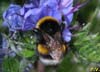 Bombus_terrestris