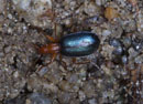 Brachinus_crepitans