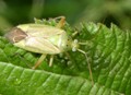 Calocoris_norwegicus