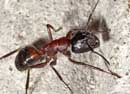 Camponotus_ligniperda