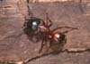 Camponotus_nylanderi