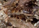 Capraiellus_tamaninii
