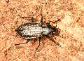 Carabus_granulatus