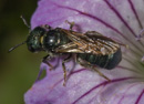 Ceratina_cyanea