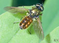 Chloromyia_formosa