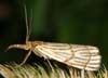 Chrysocrambus_craterellus