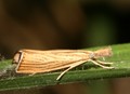 Chrysoteuchia_culmella