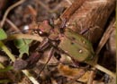 Cicindela_campestris