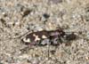 Cicindela_hybrida