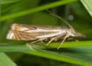 Crambus_lathoniellus