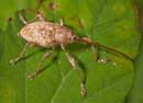 Curculio_elephas