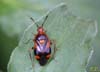 Deraeocoris_ruber