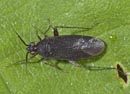 Deraeocoris_scutellaris