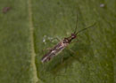 Dicyphus_epilobii