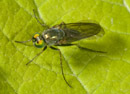 Dolichopodidae_discifer