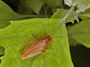 Ectobius_pallidus