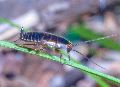 Ectobius_silvestris